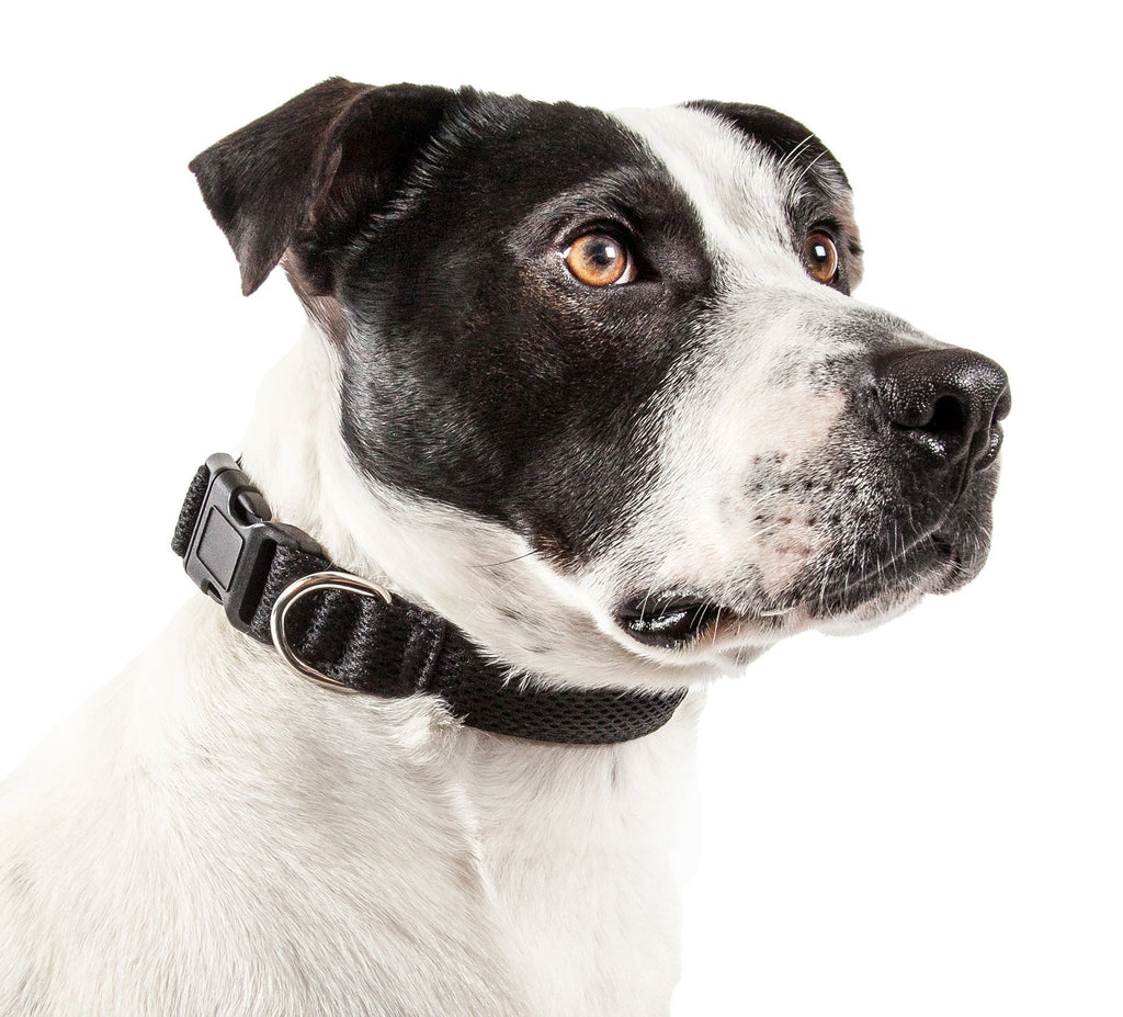 Pet Life ®  'Aero Mesh' Dual-Sided Breathable and Adjustable Thick Mesh Dog Collar - P's One-Stop Shop 