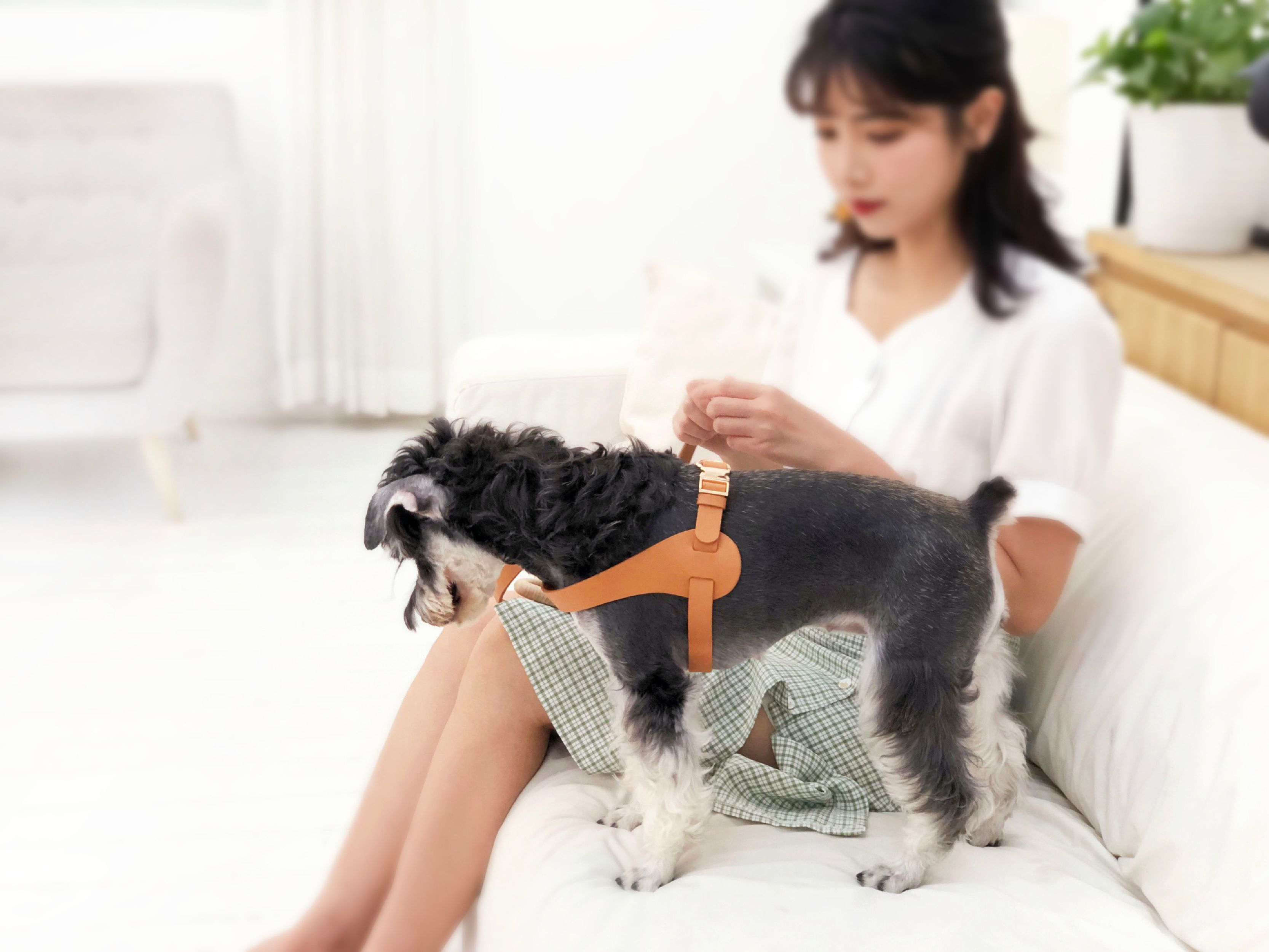 Pet Life ® 'Ever-Craft' Boutique Series Adjustable Designer Leather Dog Harness - P's One-Stop Shop 