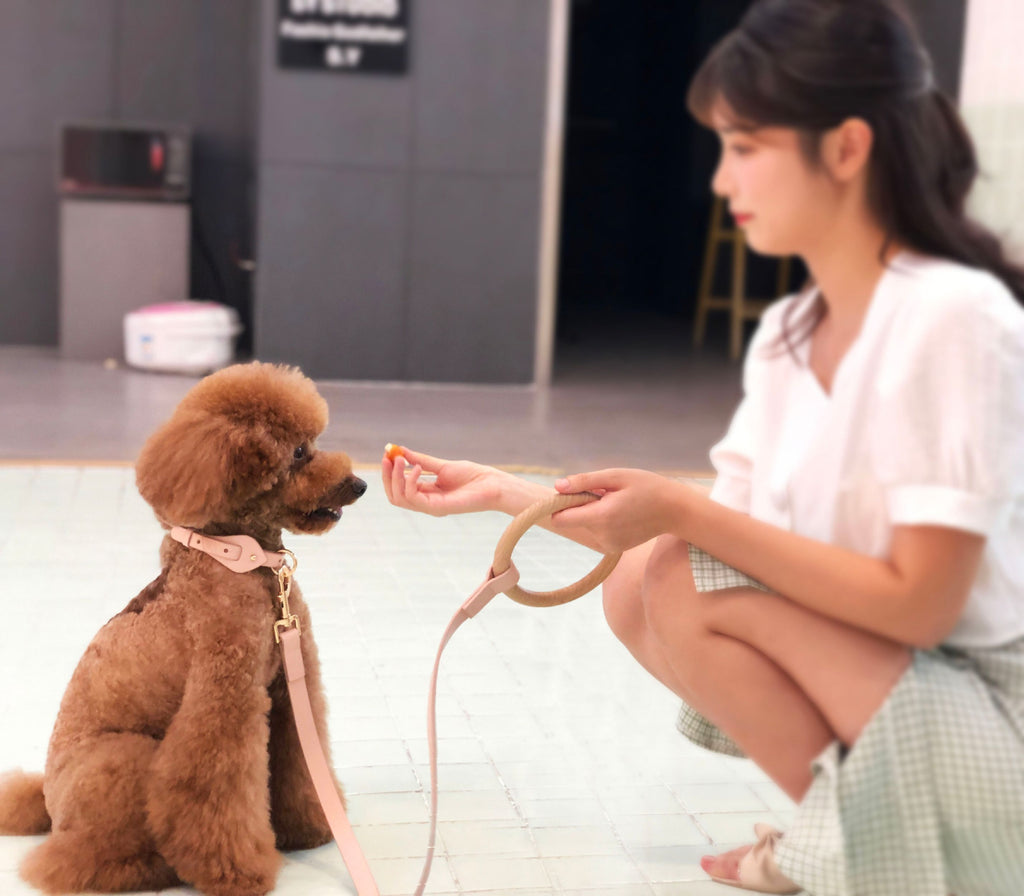 Pet Life ® 'Ever-Craft' Boutique Series Beechwood and Leather Designer Dog Leash - P's One-Stop Shop 