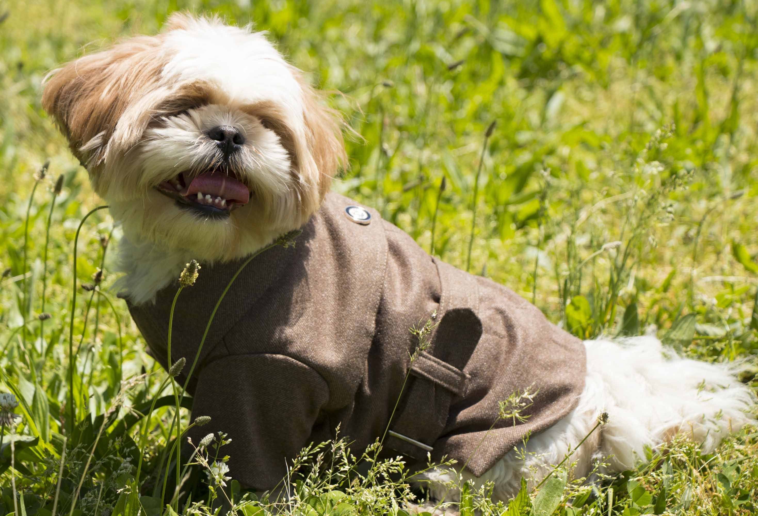 Pet Life ® 'Galore Back-Buckled' Fashion Wool Dog Jacket Coat - P's One-Stop Shop 