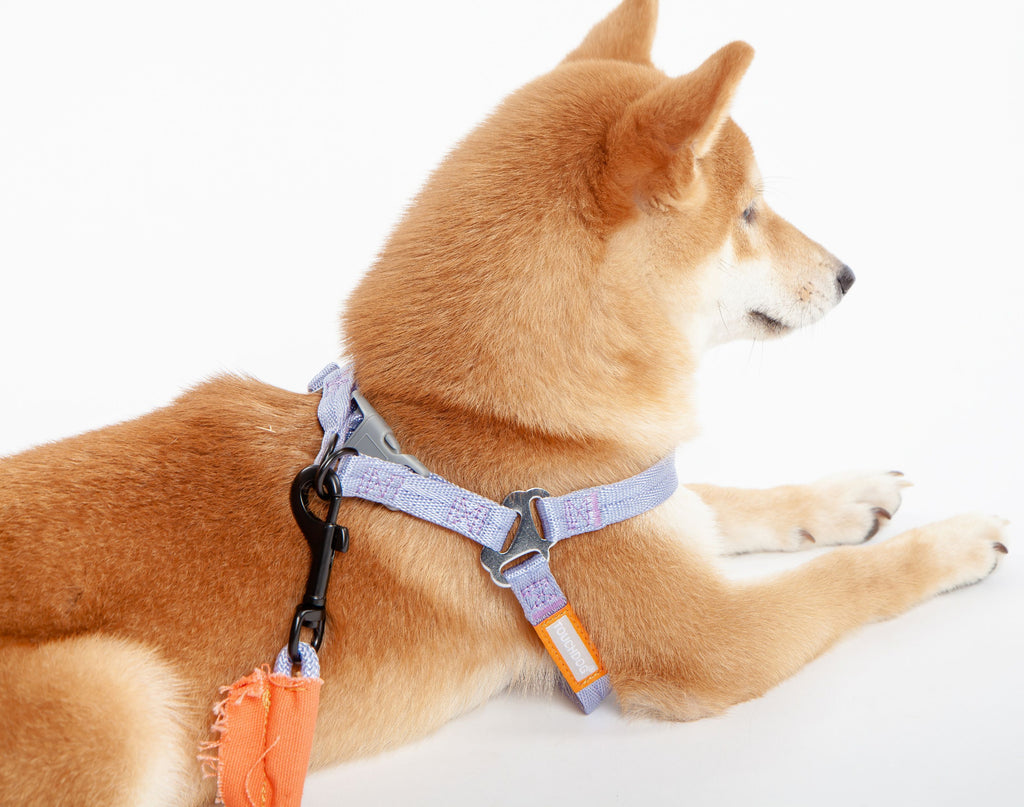 Touchdog ® 'Macaron' 2-in-1 Durable Nylon Dog Harness and Leash - P's One-Stop Shop 