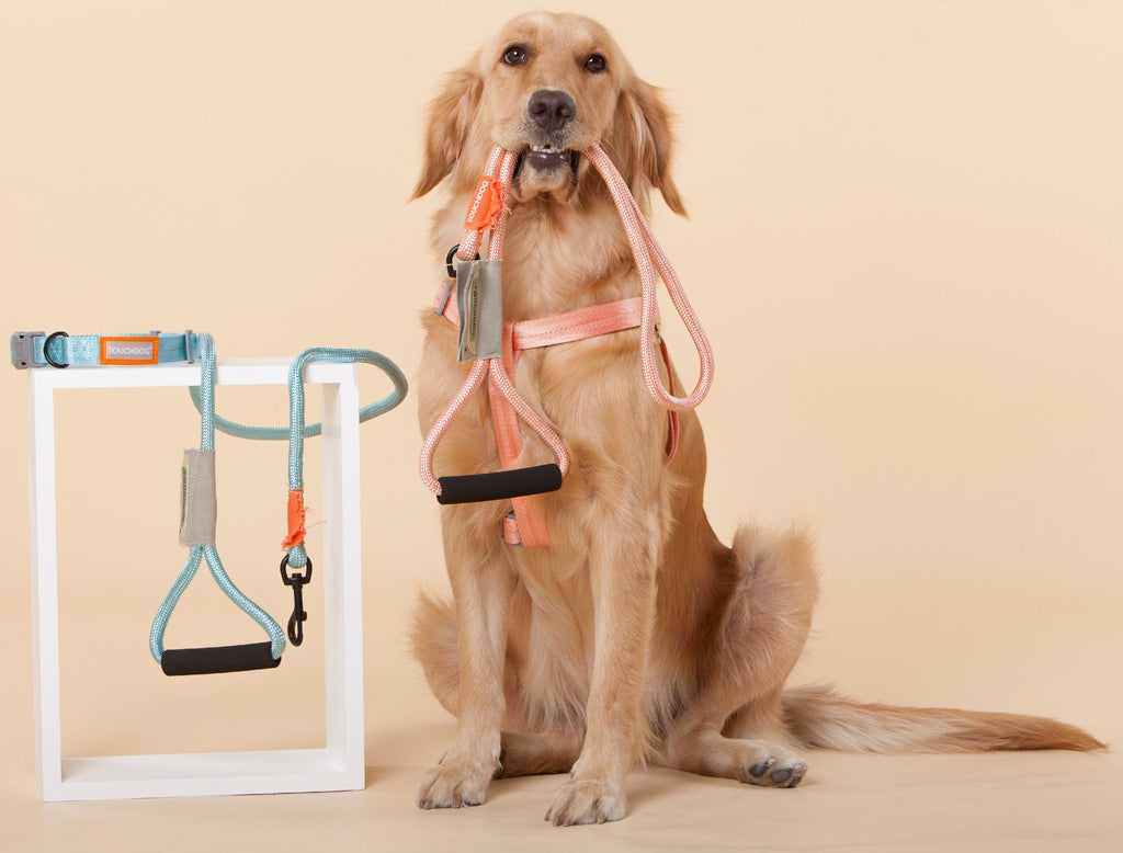 Touchdog ® 'Macaron' 2-in-1 Durable Nylon Dog Harness and Leash - P's One-Stop Shop 